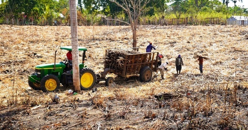 Federaciones y asociaciones de ganaderos agradecieron al presidente Luis Abinader, el apoyo brindado con la entrega de pacas de arroz, caña