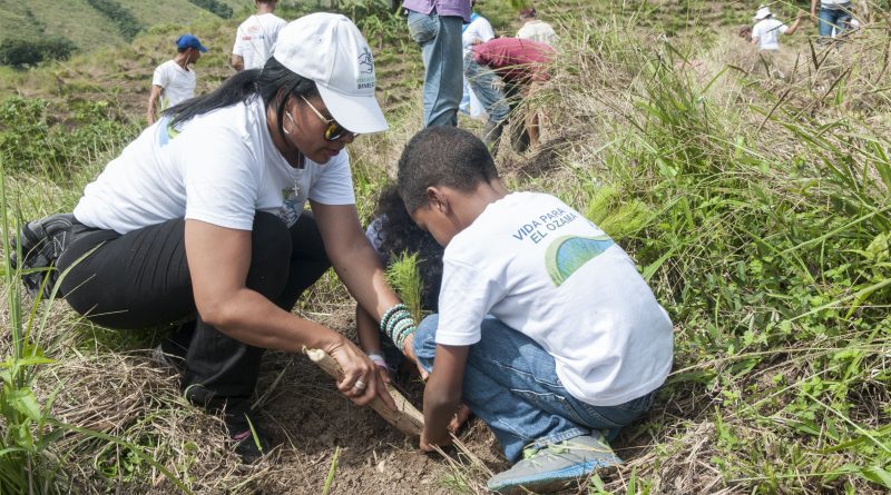 Alrededor de 150 empleados voluntarios del Grupo Popular sembraron más de 5,000 árboles en terrenos del Plan Sierra en El Batey de Cebú...