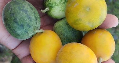 Si la diabetes y presión alta es incontrolable, esto los controlara