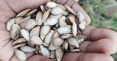 Cómo extraer aceite de semillas de calabaza (zapallo) de forma fácil y paso a paso