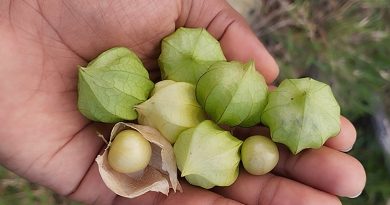 Si tienes visión borrosa, fatiga visual, resequedad en los ojos y dificultad para ver en lugares oscuros mira lo que esto puede hacer