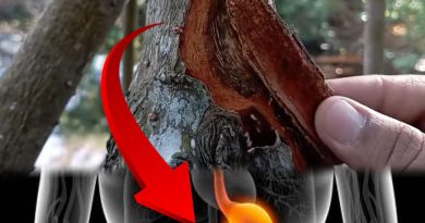 La corteza que vence helicobacter pylori, gastritis y ulceras estomacales