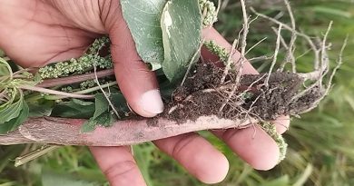 Si te sientes agotado mentalmente, todo se te olvida, cansancio mental y tu cuerpo está débil