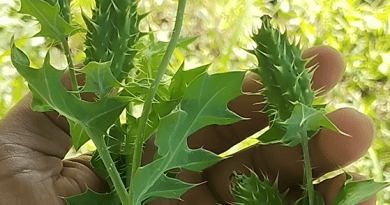 El cardo santo y sus efectos en el hígado