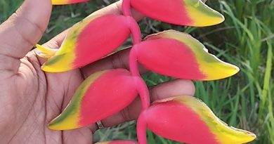 Si te sientes fatigado, totalmente cansado, dolor en el cuerpo y dolor en las articulaciones es porque tu cuerpo esta lleno de inflamación